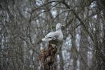 Virginia Living Museum 21 Mar 2016
